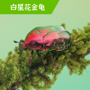 牧野虫社白星花(白星花)金龟，独角仙甲虫爬宠活体，锹形虫昆虫锹甲