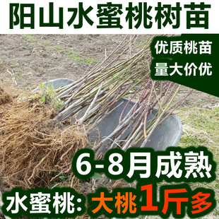 正宗无锡阳山水蜜桃苗特大嫁接桃树苗果树苗南方北方种植落叶