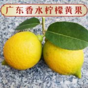广东香水黄柠檬新鲜味香皮薄肉多水果奶茶饮品店专用5斤一级