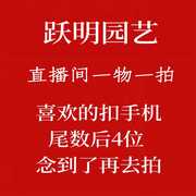（一物一拍）源头基地-台湾红头铁树盆栽盆景---易养四季常青