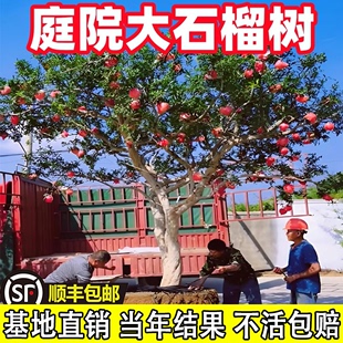 特大突尼斯软籽石榴树嫁接无籽，树苗盆栽地栽庭院，别墅老桩盆景果树