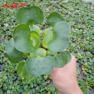 水葫芦浮萍水生植物养鱼养龟鱼缸造景净化水质鱼塘水草种子水芙蓉