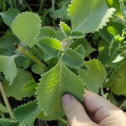 到手香苗阳台绿植左手香苗一抹香苗碰碰香苗带根原土庭院种植