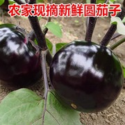 山东现摘时令圆茄子新鲜蔬菜，紫茄子嫩茄子农家自种35斤