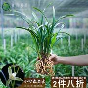 兰花建兰盆栽绿植小叶名贵龙岩素兰草带花苞，四季兰植物兰花苗品种