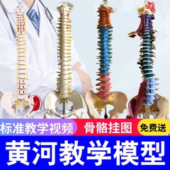 脊柱1成人正骨练习颈椎骨骼模型