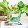 正方形玻璃花盆水培器皿，绿萝花瓶植物瓶富贵竹，绿植玻璃瓶水养方缸