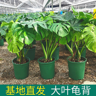 龟背竹观叶植物室内客厅办公室，大盆栽绿植盆景，净化空气吸甲醛老桩