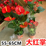 大盆红掌盆栽绿植物大型高大鸿运当头大叶，大花室内前台桌面开花