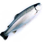 怡鲜来 智利进口三文鱼整条6-7kg 大西洋鲑鱼非生鱼片刺身送礼