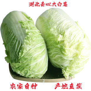 新鲜大白菜当季时令有机蔬菜农家自种整颗白菜湖北黄心包心菜5斤