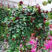 口红吊兰盆栽花卉室内阳台，垂吊四季观花盆景植物