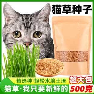猫草种子小麦水培种植猫草猫咪，吃的化毛去毛球懒人猫麦草籽营养