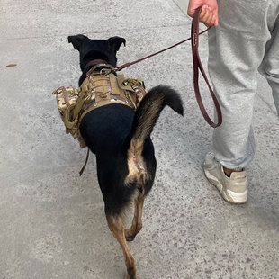 狗狗战术背包中大型犬自背包金毛德牧军犬猎犬训练背心马甲胸背带