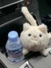 英国jellycat卡布朵小猫乳白色，小兔儿童玩具，毛绒公仔玩偶娃娃送礼
