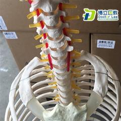 人体脊柱模型骨骼脊椎成人1c颈椎胸椎肋骨盆盆整骨胸骨肋骨模1