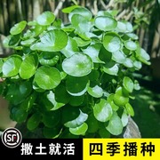 铜钱草草籽大叶子水养种籽四季播种水培植物，花卉盆栽室内常绿种子