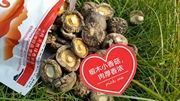 椴木香菇花菇干货东北特产 家用商用香菇农家蘑菇冬菇小香菇