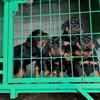 纯种罗威纳幼犬活体罗威纳犬防暴犬大头德系赛级罗威纳狗狗宠物狗