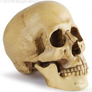 医学头骨树脂骷髅头酒吧摆设人体头骨模型动物标本万圣节