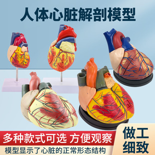 成人11人体心脏模型，b超彩超声医学心内科，心脏解剖教学模型