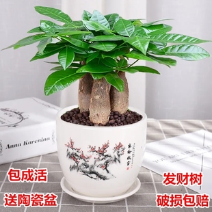 发财树盆栽室内客厅桌面绿植小盆景大发财树苗，招财树吸甲醛植物