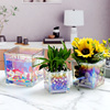 水培花盆玻璃瓶创意方缸玻璃，花瓶透明绿萝铜钱，草水养植物器皿容器