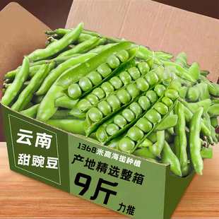 现摘新鲜豌豆10斤带壳青豆角粒云南应当季农家蔬菜甜豆荚整箱