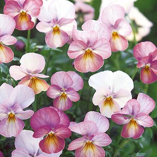 日本进口角堇花种子花籽，花种籽子珍品，古风系列耐寒秋冬春季开花