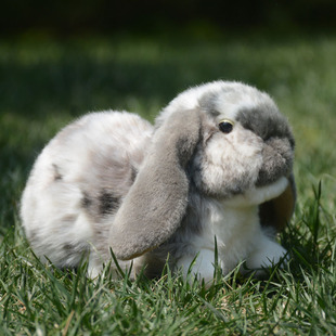 可爱垂耳兔毛绒公仔仿真小白兔玩偶布娃娃超萌兔兔玩具送女生礼物