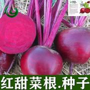 甜菜根种子青丰红甜菜 紫菜头种子红菜 营养蔬菜红甜菜根四季播种