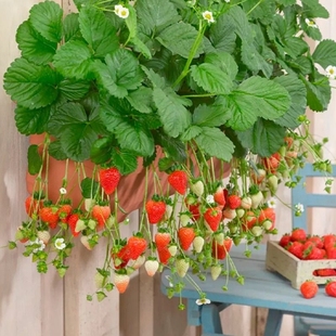 奶油草莓苗盆栽种籽子可食用红颜，四季结果阳台种植新苗秧带果带盆