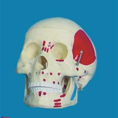 11头骨肌肉画色模t型骷髅头成人头骨人体骨骼模型骨架模
