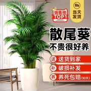 散尾葵植物盆栽客厅大型绿植，室内落地办公室，凤尾竹子天堂鸟真花卉