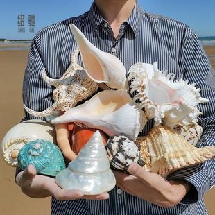 超大海螺贝壳摆件背景墙家居，装饰原生缸造景听海，声音礼物标本收藏