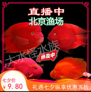鹦鹉鱼活体鱼发财鱼招好财元宝红财神鱼金苗风水鱼北京热带鱼