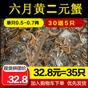 大闸蟹六月黄二元(黄二元)小蟹35只香辣蟹毛蟹，全公母河蟹小螃蟹2元蟹