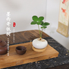 墨西哥铁盆栽创意迷你拇指绿植物室内客厅桌面办公桌花卉四季常青