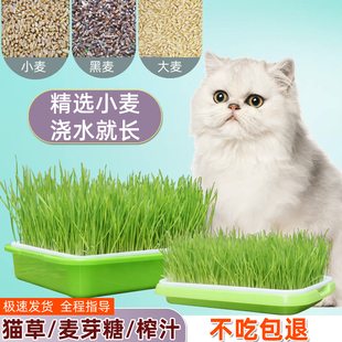 猫草种子水培小麦种子种孑种籽麦芽糖大麦育苗盘猫薄荷四季种植