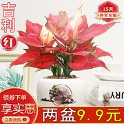 吉利红盆栽绿植花卉如意皇后，室内客厅好养易活美观红火植物大盆景