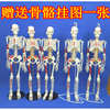 小白全身可拆卸45cm85cm人体，骨骼模型骨架脊椎脊柱腰椎肌肉骷髅