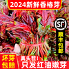 2024年香椿芽新鲜头茬云南山东四川特产露天现摘红油香春头嫩叶芽