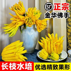 金华佛手柑鲜果水培佛手柑香橼大果观赏清供插花新鲜佛手现摘现发