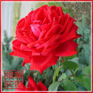 盆栽花卉*品种<em>月季</em>*精品大花<em>月季</em>【<em>茶花女</em>】二