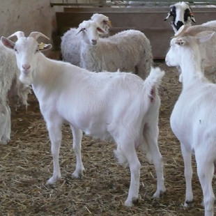  农家养殖 新鲜山羊肉/生羊肉 500克