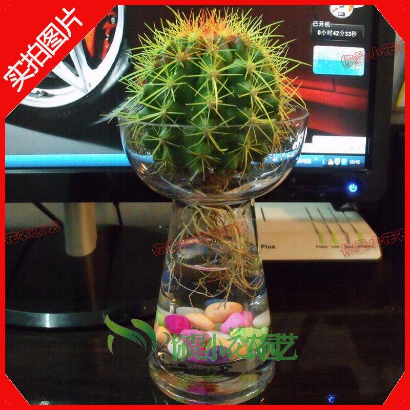 特价水培植物盆栽花卉绿植净化空气 防辐射 金虎球+高水塔花瓶+彩