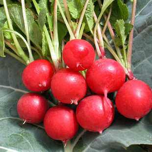  樱桃萝卜1斤,新品有机种植新鲜蔬菜,今日特价秒杀菜市场生鲜超市