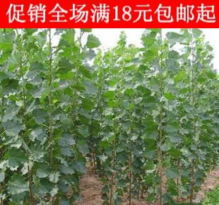 大量出售 白杨树苗 72意杨 107 214 108速生杨
