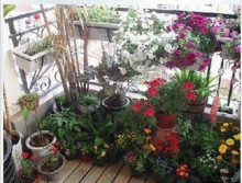 花种子套餐包邮 春播 盆栽 阳台四季播易种组合花卉种子送肥料