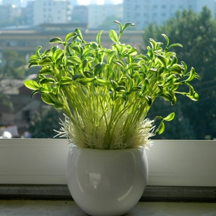 仿真豆芽套装豆芽菜盆栽仿真植物豆苗拍摄道具装饰花创意搁板批发